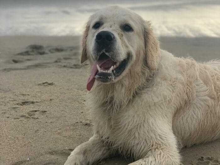 10-month old male English Cream Golden