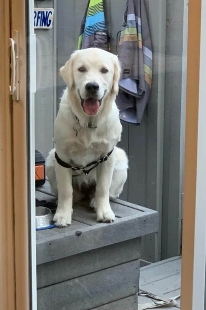 10-month-old female English Cream Golden