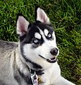 Siberian Husky