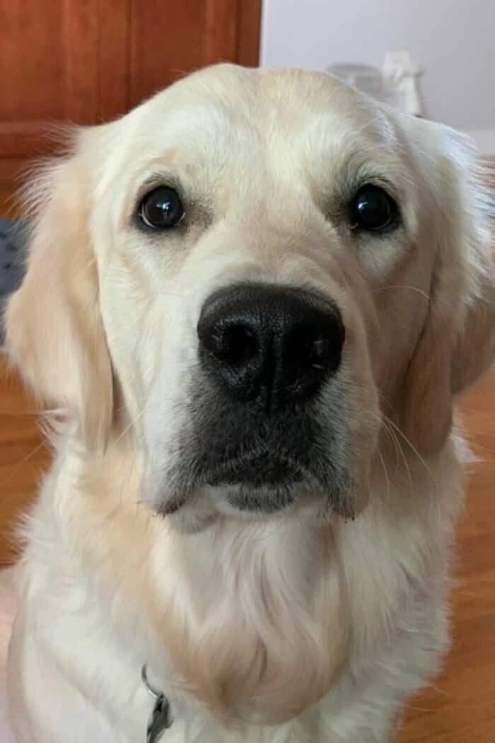 12-month-old female English Cream Golden