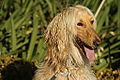 Afghan Hound