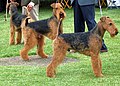 Airedale Terriers