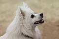 American Eskimo Dog