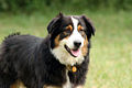 Australian Shepherd