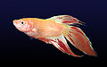 Male Betta splendens