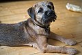 Border Terrier