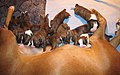 Four-day-old Boxer puppies