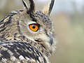 Bubo bubo (Eurasian Eagle Owl)