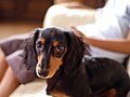 Dachshund