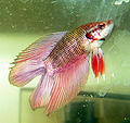 Male Betta splendens