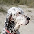 English Setter