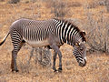 Equus grevyi (Grevyi's Zebra)