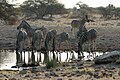 Equus quagga chapmani (Chapman's Zebra)