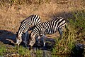 Equus quagga chapmani (Chapman's Zebra)