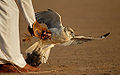 Unknown falcon (possibly a Saker)