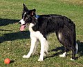 Female Border Collie