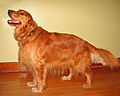 Male Golden Retriever