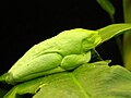 Litoria chloris (Red-Eyed Tree Frog)