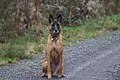 Belgian Malinois