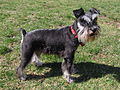 Female Miniature Schnauzer