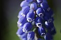 Grape Hyacinth