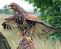 Parabuteo unicinctus juvenile (Harris' Hawk)