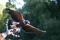 Parabuteo unicinctus (Harrus' Hawk) female