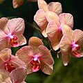 Hybrid Phalaenopsis orchids