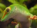 Phelsuma madagascariensis madagascariensis (Madagascar Day Gecko)