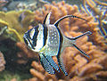 Pterapogon kauderni at the New England Aquarium