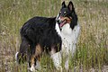 Rough Collie