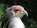 Sagittarius serpentarius (Secretary Bird)