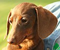 Dachshund