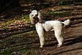 Standard Poodle