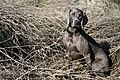 Weimaraner