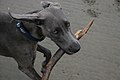 Weimaraner