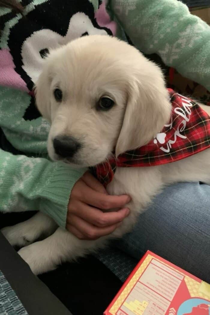 2-month-old female English Cream Golden Retriever