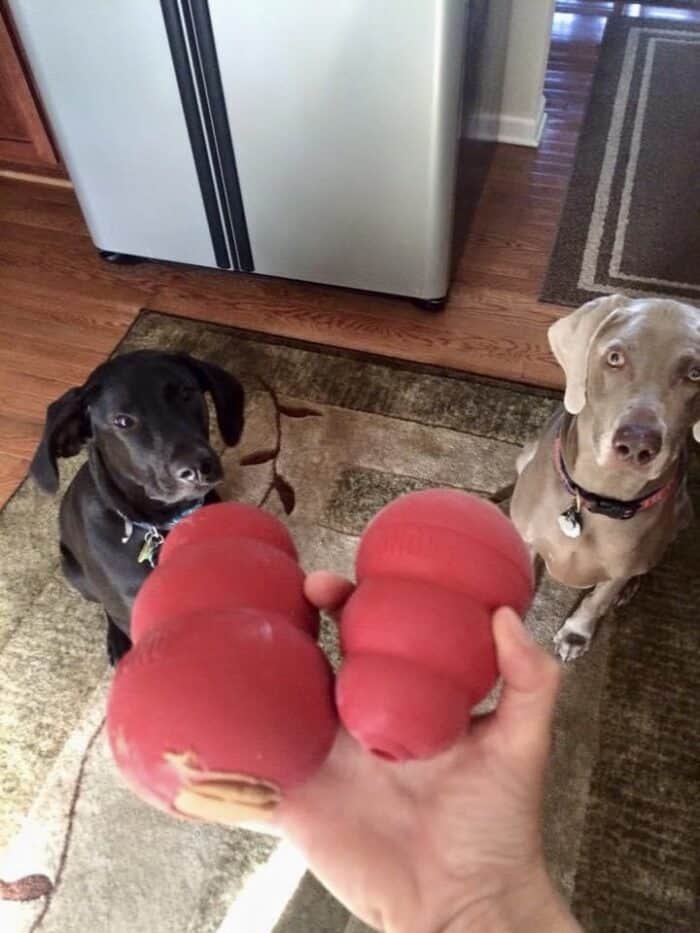 Client pups Winston & Zoe with their peanut butter-stuffed frozen Kongs