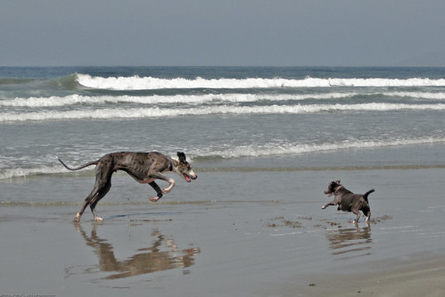 Dog Beach