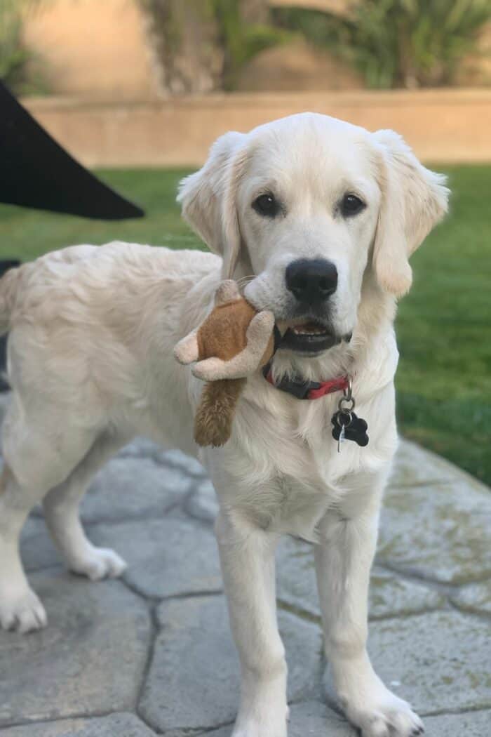 5-month-old male English Cream Golden Retriever