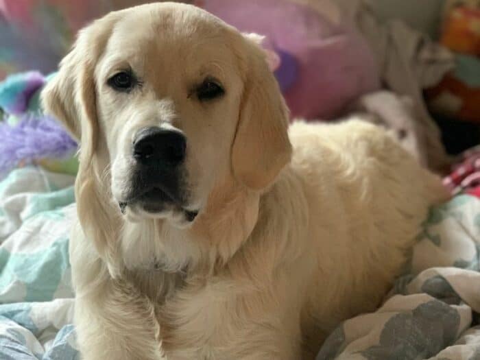 7-month-old male English Cream Golden