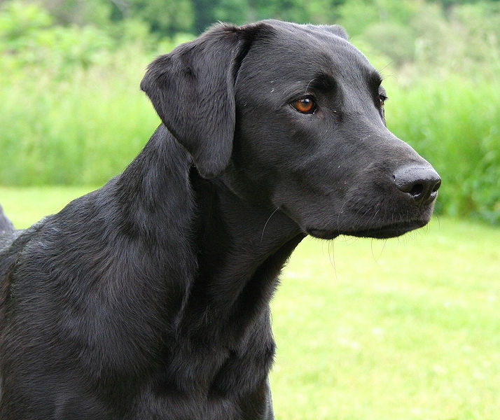 File:Labrador Retriever black portrait Flickr.jpg