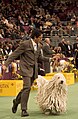 Komondor at the 2007 Westminster Dog Show