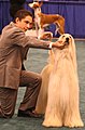 Afghan Hound