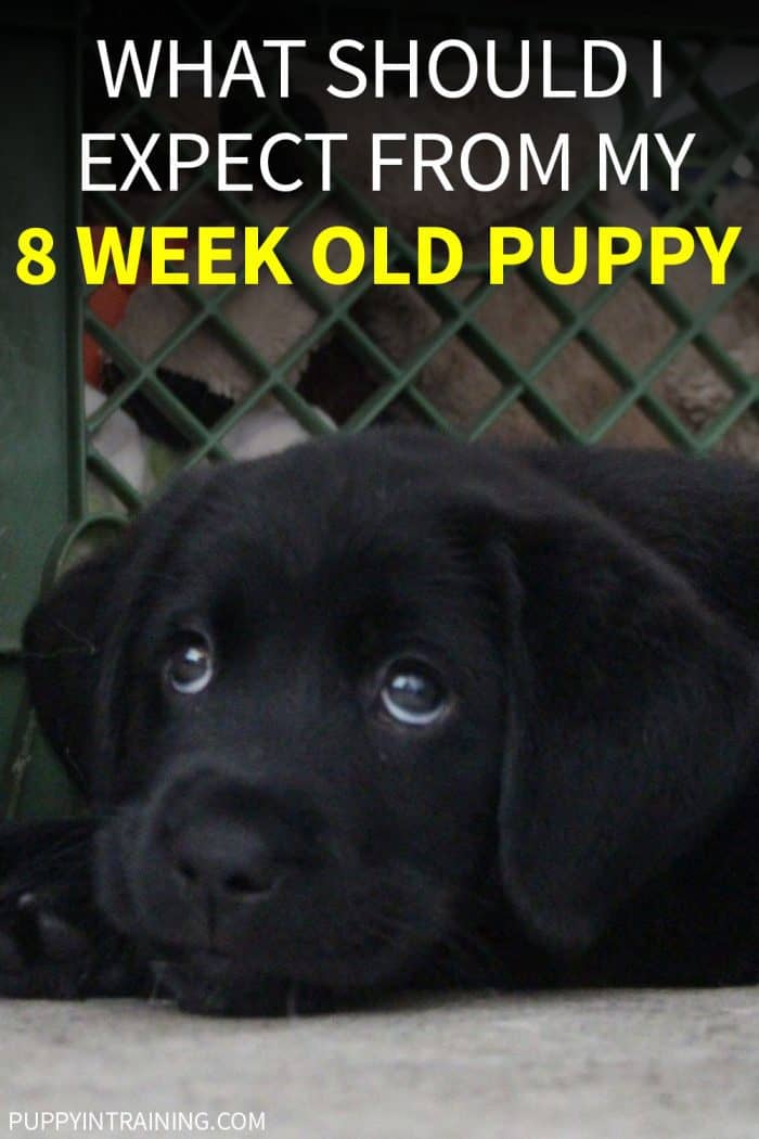 What Should I Expect From My 8 Week Old Puppy - Black Lab staring upwards lying on concrete floor.