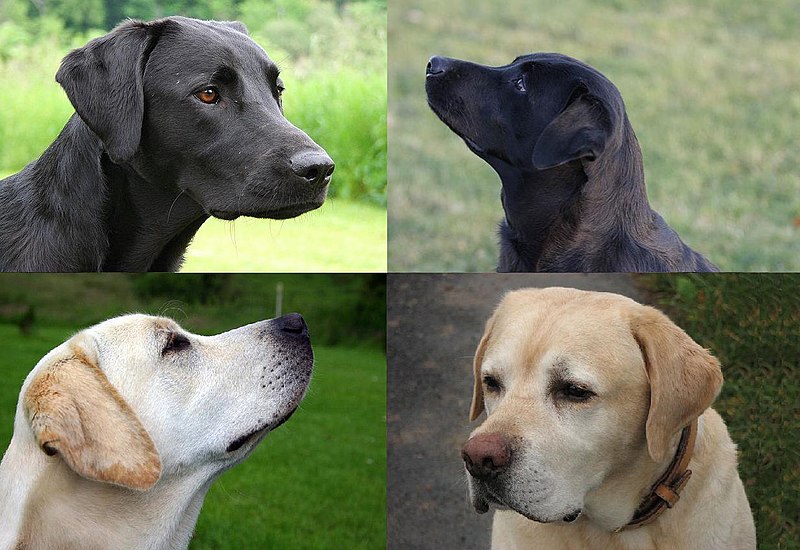 File:American and English Labrador heads.jpg