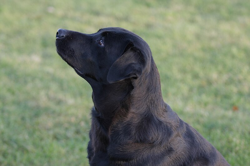 File:Labrador Retriever Nessie.JPG