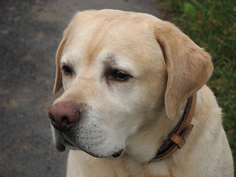 File:Labrador Retriever yellow portrait.jpg