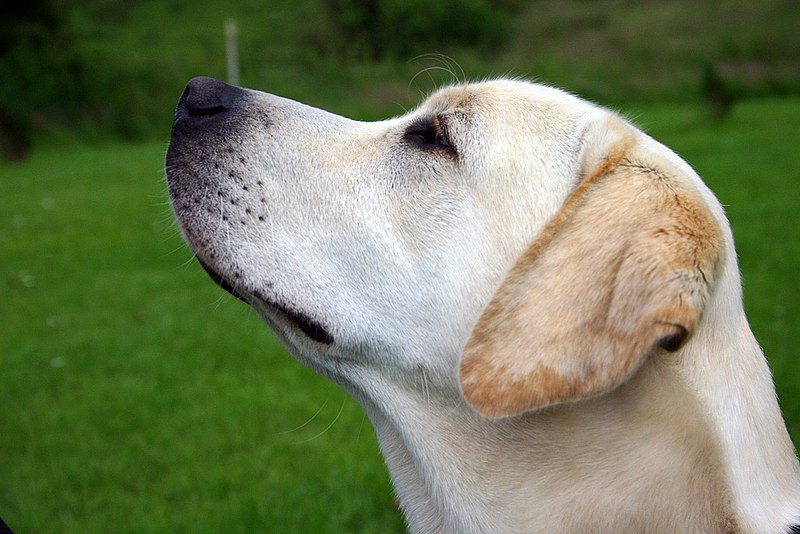 File:Labrador Retriever yellow profile.jpg