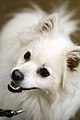 American Eskimo Dog